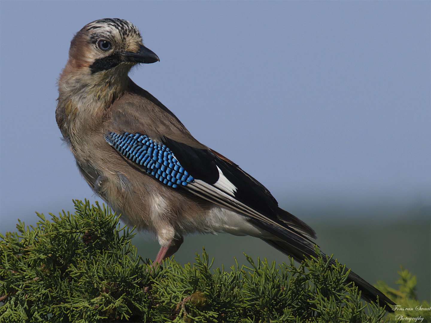 Blue Jay