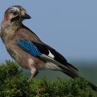 Blue Jay