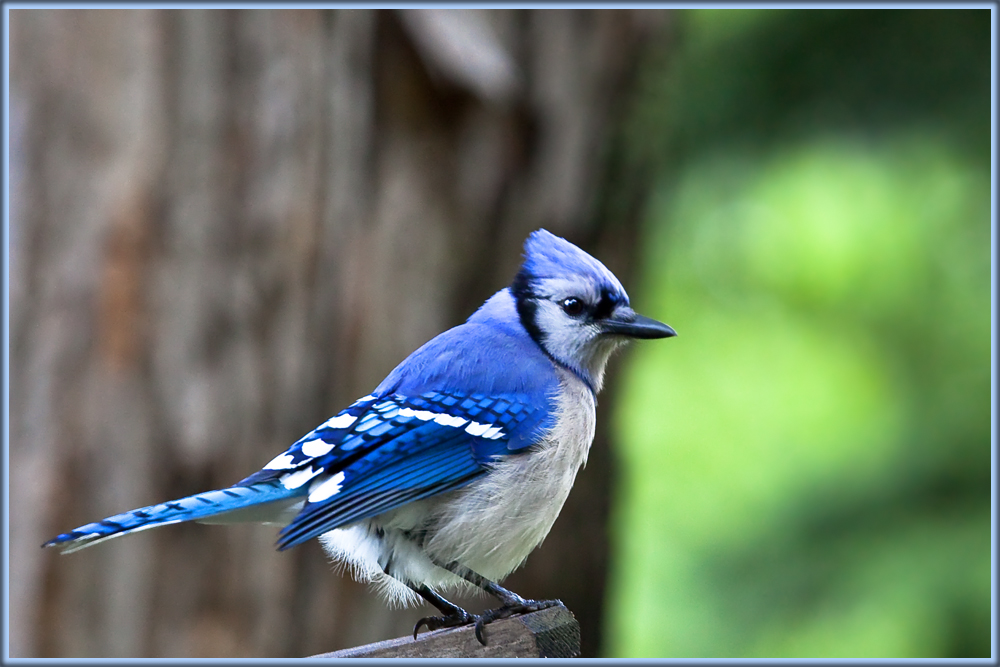 Blue Jay