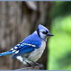 Blue Jay