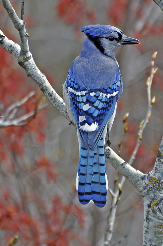 Blue Jay