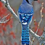 Blue Jay