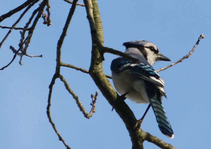 Blue Jay