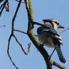 Blue Jay