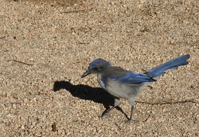 Blue Jay?