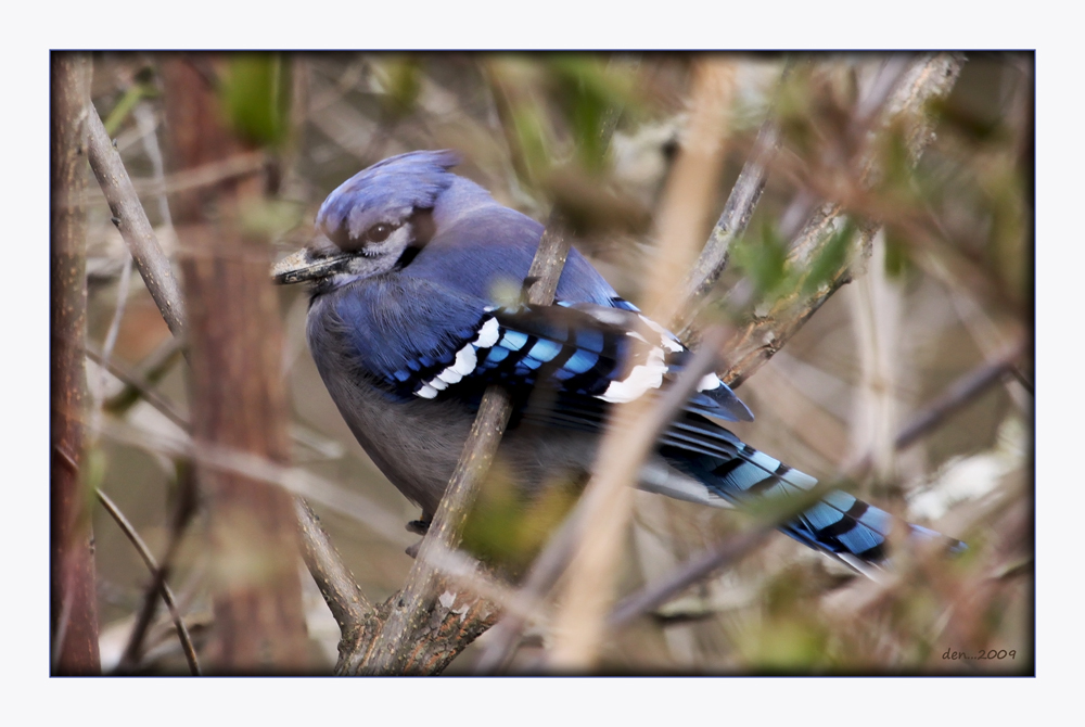 Blue Jay hiding in brush.......