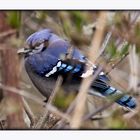 Blue Jay hiding in brush.......