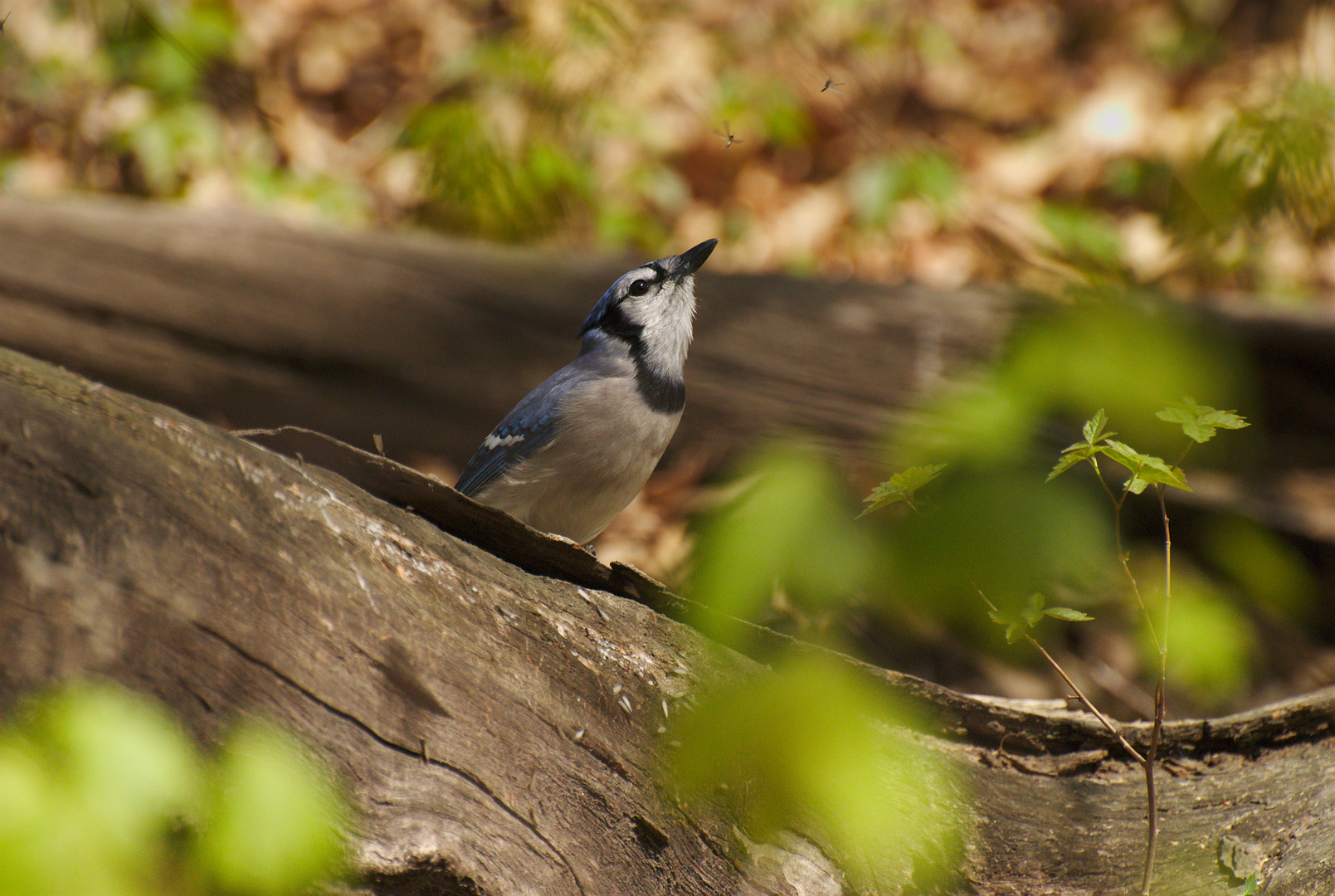 Blue Jay in Central Park