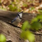 Blue Jay in Central Park