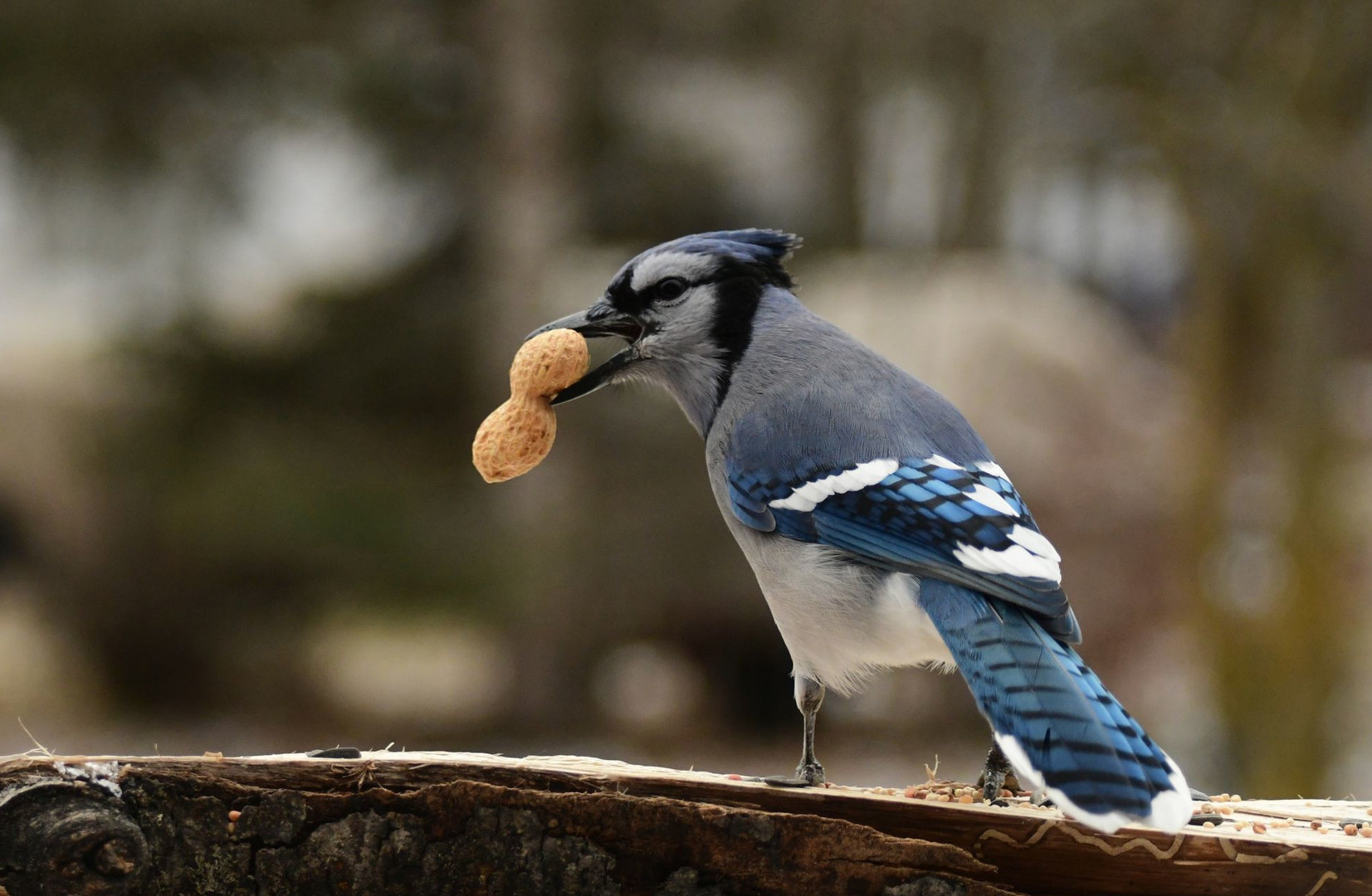 Blue Jay mit Erdnuss