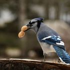 Blue Jay mit Erdnuss