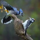 Blue Jay vs. Hairy woodpecker (male)