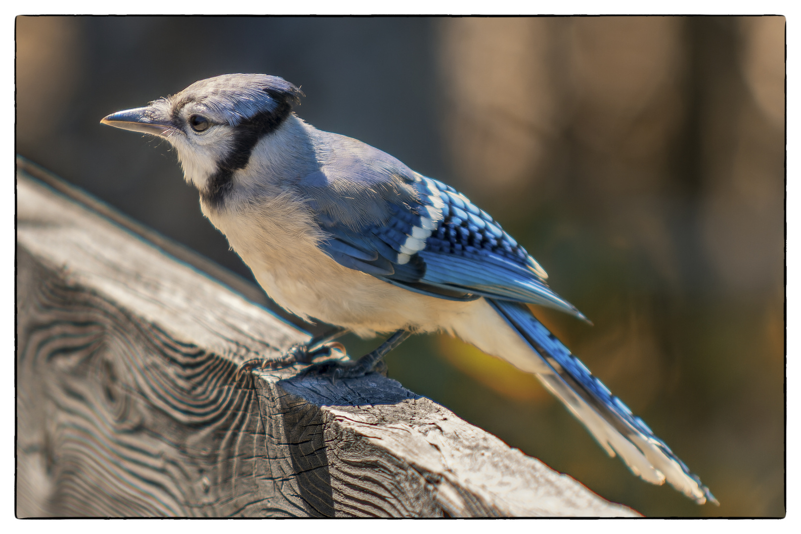 Blue Jay - Wappentier der Toronto Blue Jays Basketball-Mannschaft