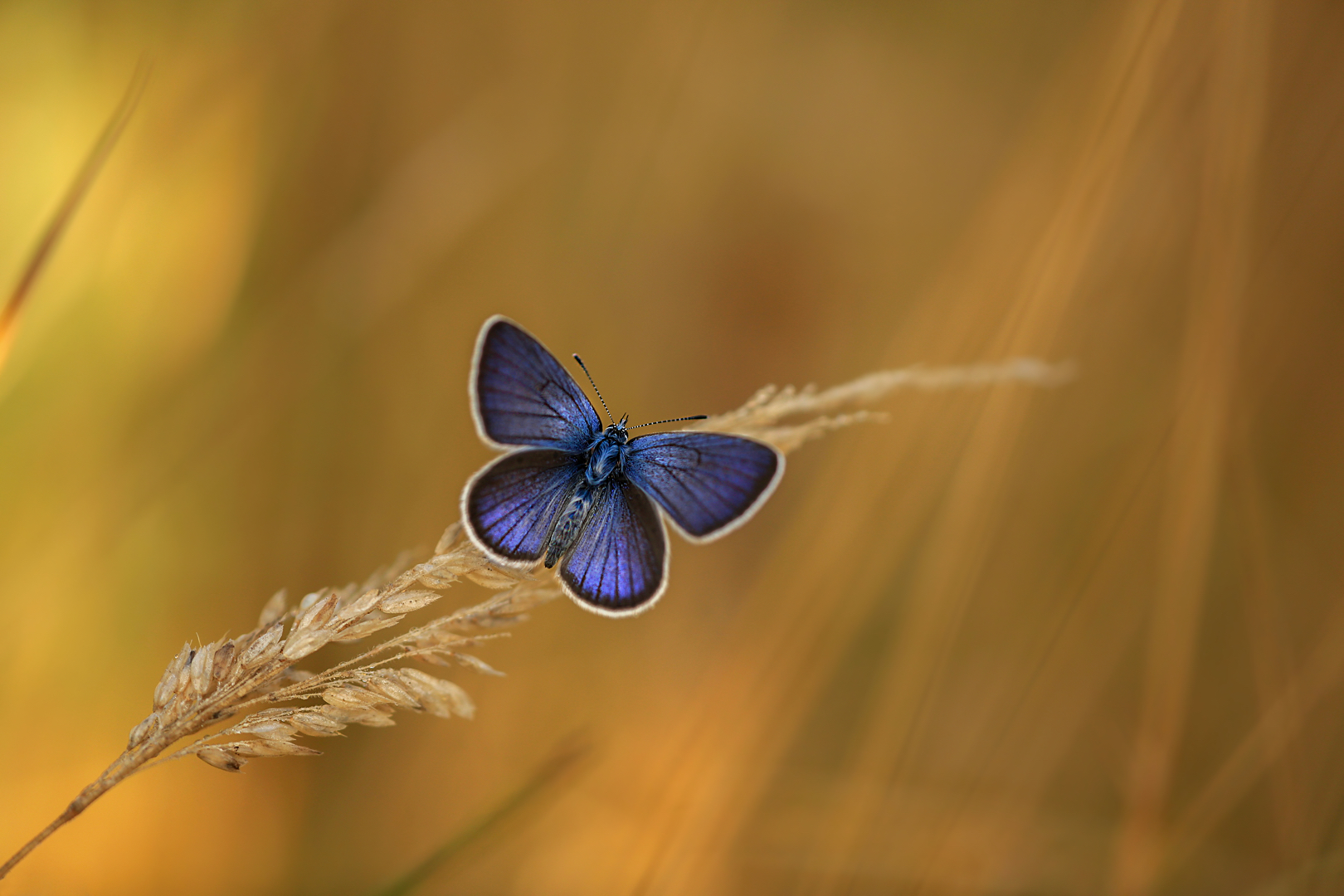 Blue Jean Blues....