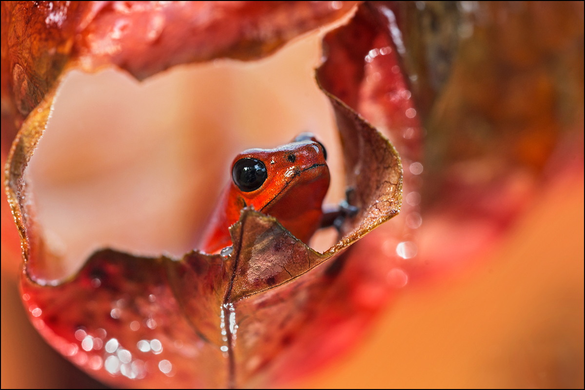 Blue jeans frog