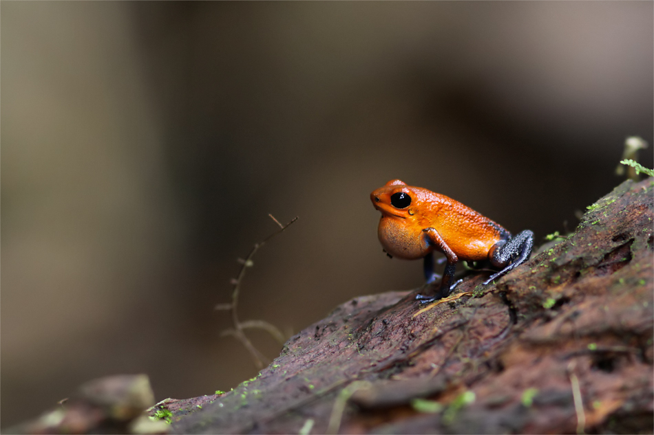 Blue-Jeans Frog