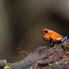 Blue-Jeans Frog