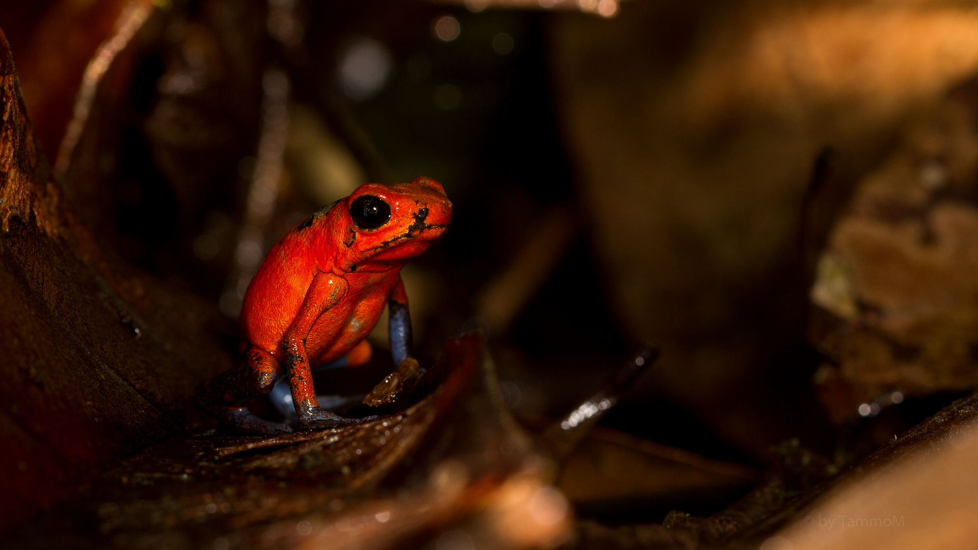 Blue Jeans Frog