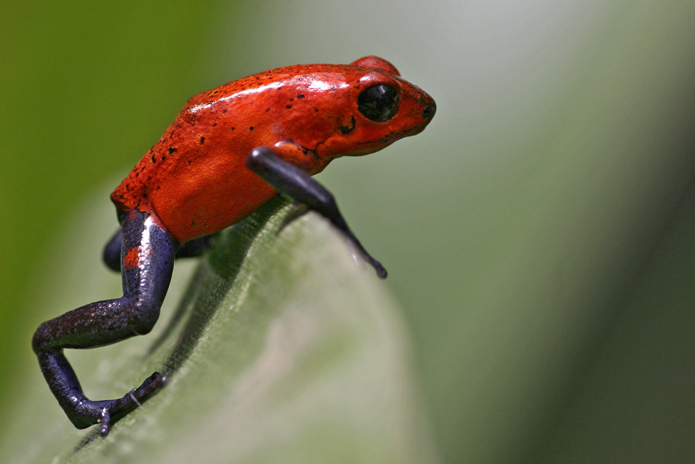 Blue Jeans Frog