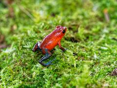 Blue Jeans Frog