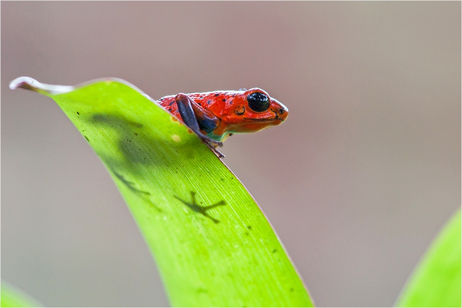 Blue Jeans Frosch