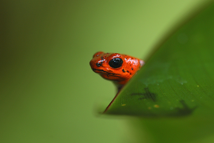 Blue Jeans Frosch (Pfeilgift-frosch) von Dionys Moser