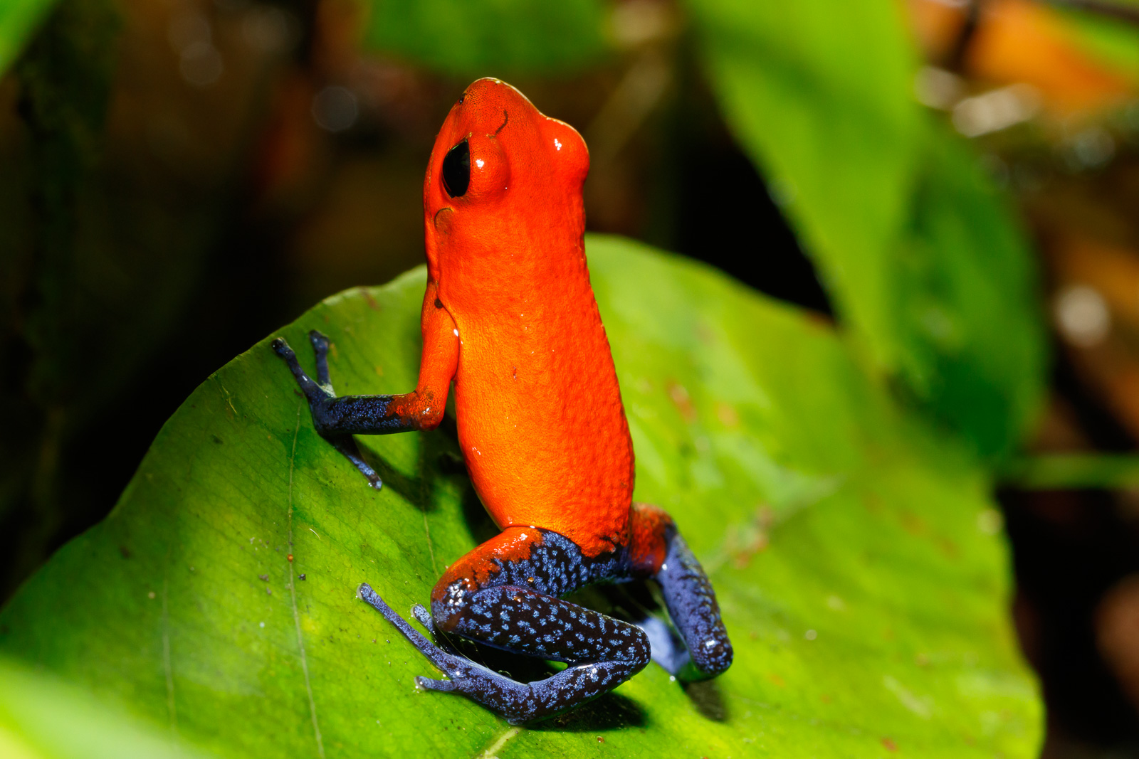 Blue Jeans Poison Dart Frog