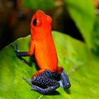 Blue Jeans Poison Dart Frog