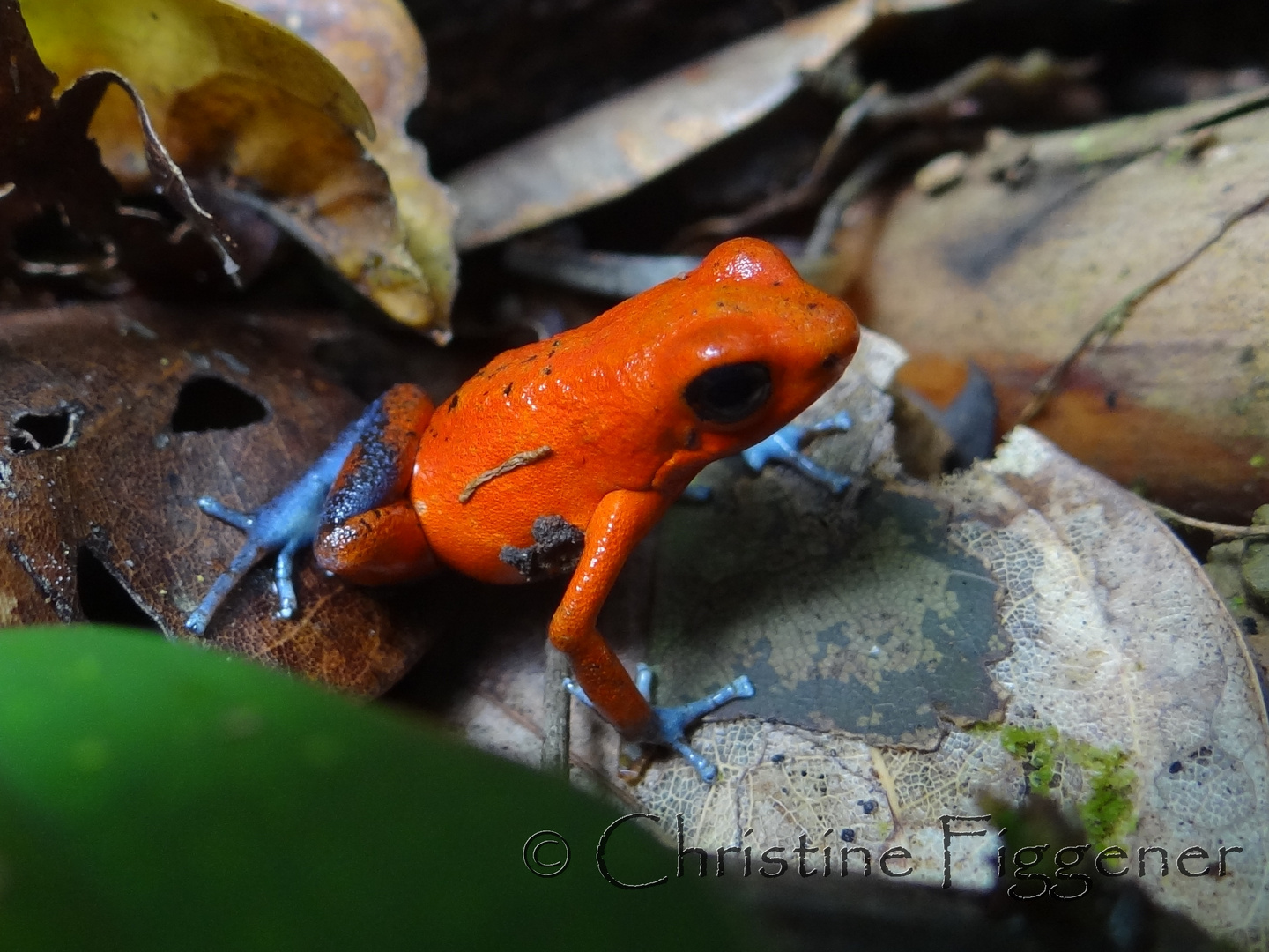 Blue Jeans Poison Dart Frog