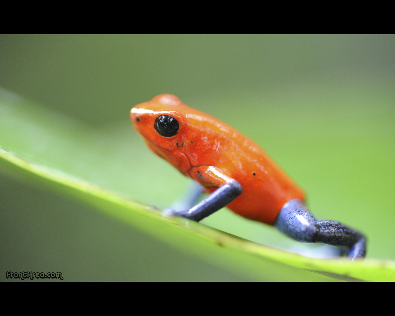 Blue Jeans Poison Dart Frog