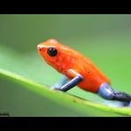 Blue Jeans Poison Dart Frog