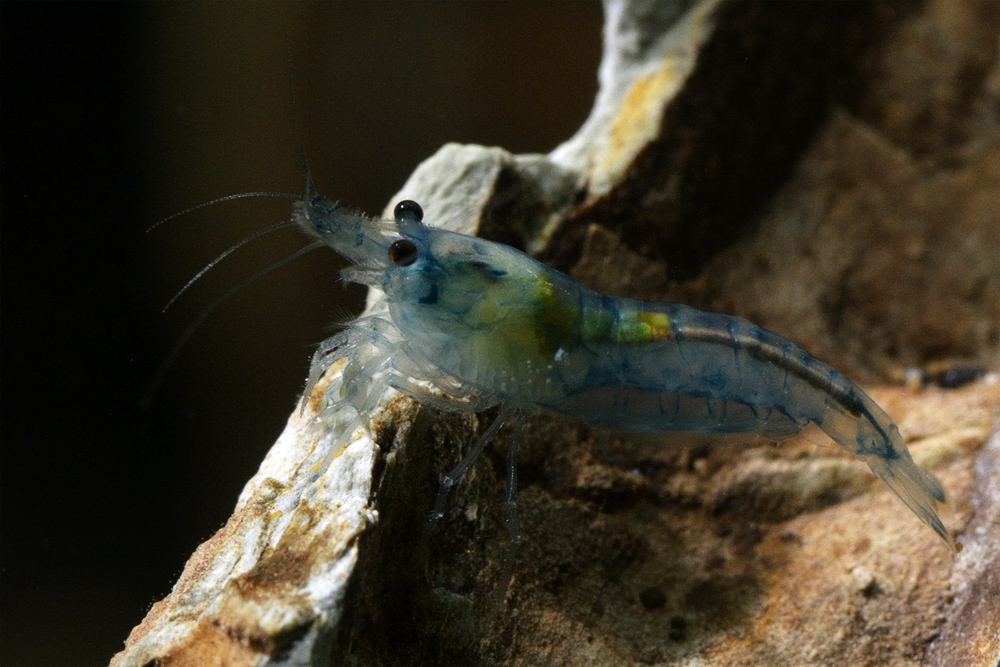 Blue Jelly Garnele