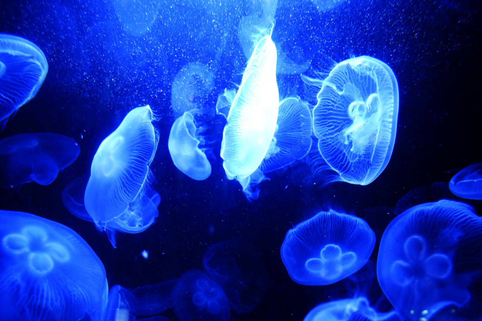 Blue Jelly Panorama