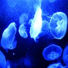 Blue Jelly Panorama