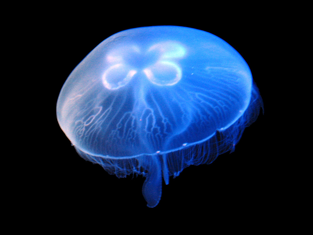 Blue Jellyfish