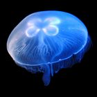 Blue Jellyfish