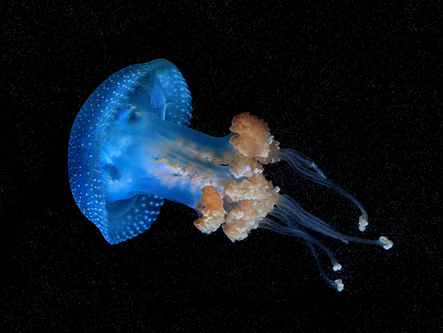 Blue Jellyfish 2 