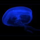 Blue jellyfish