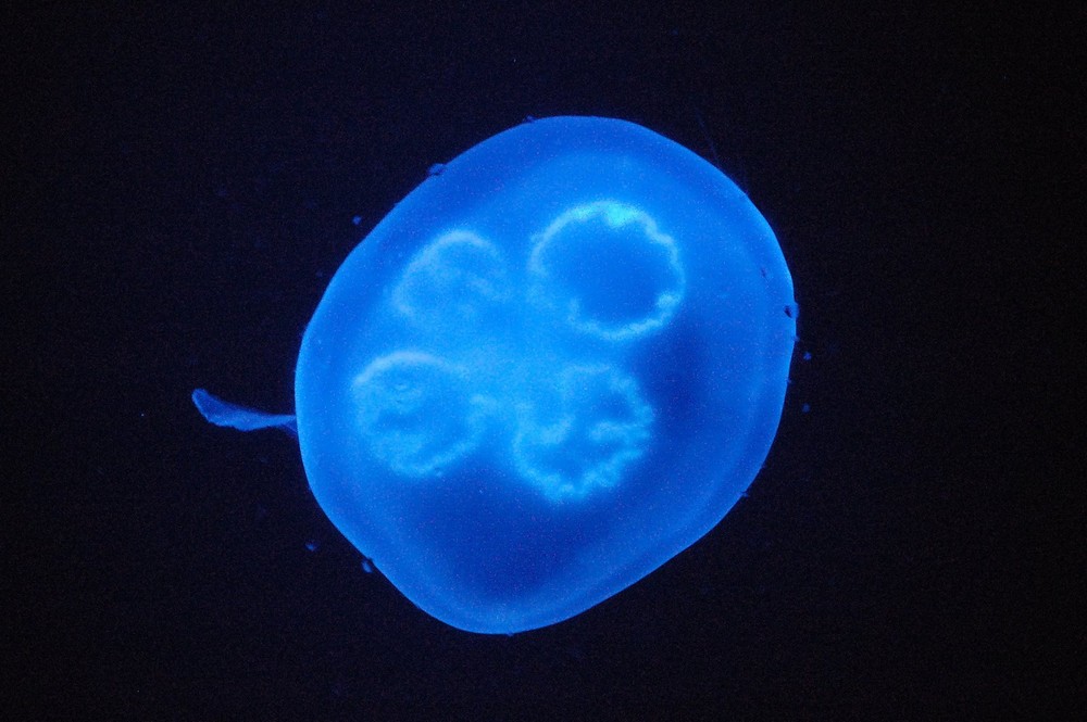 Blue Jellyfish