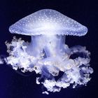 Blue Jellyfish