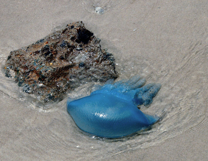 Blue Jellyfish