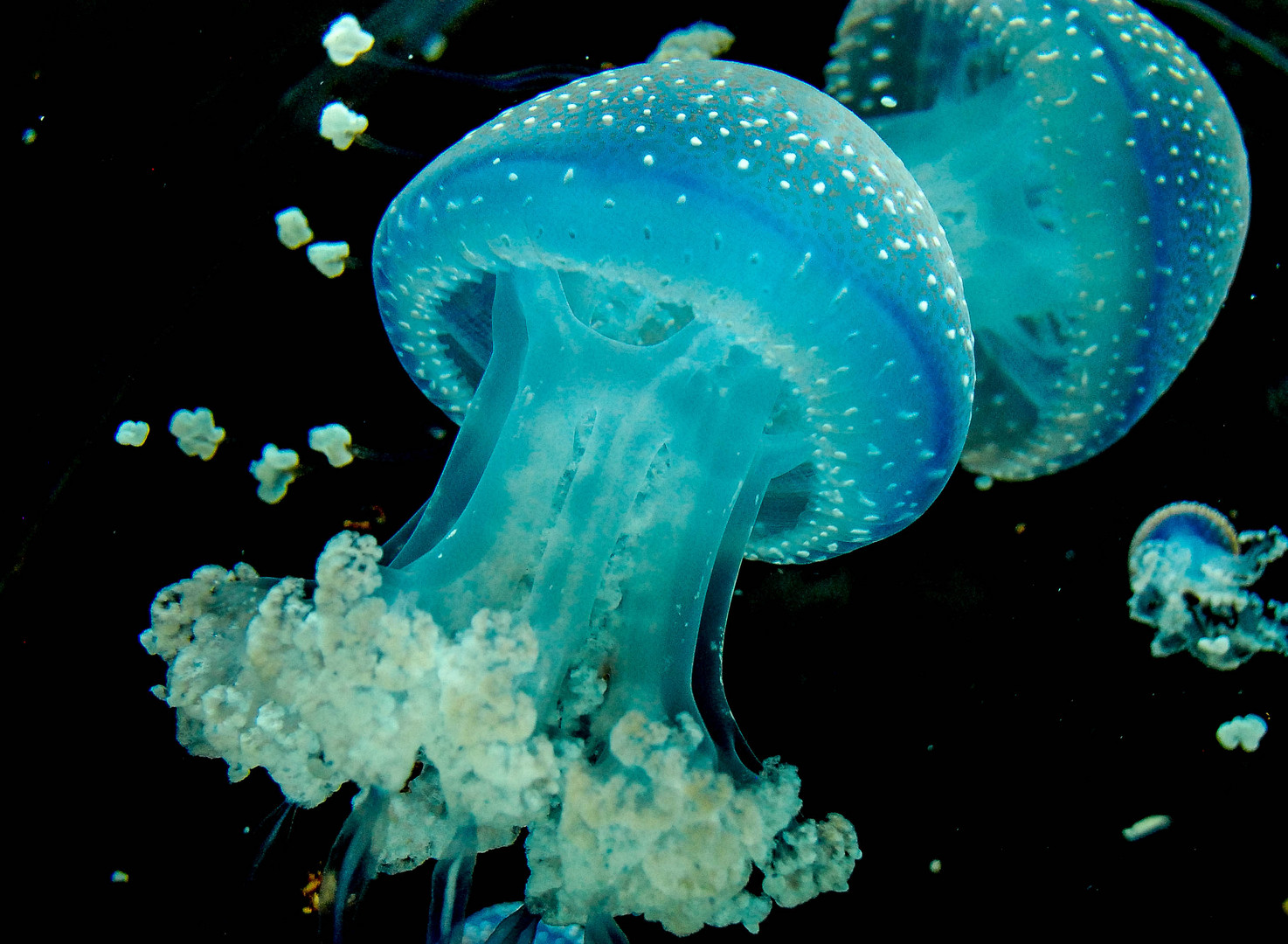 jellyfish blue hair with gray center