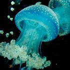 Blue Jellyfish 