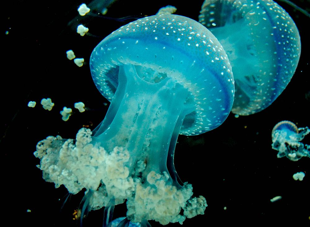 Blue Jellyfish photo & image | underwater, aquarium, fish images at