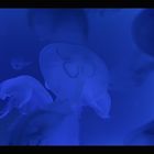 blue jellyfish...