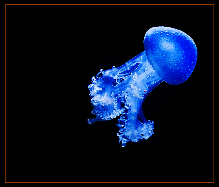 ... blue jellyfish ...