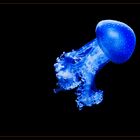 ... blue jellyfish ...