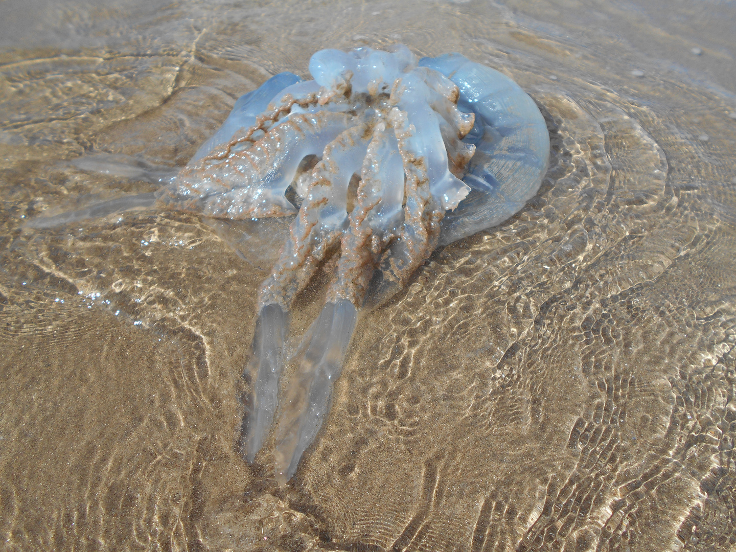 Blue Jellyfish