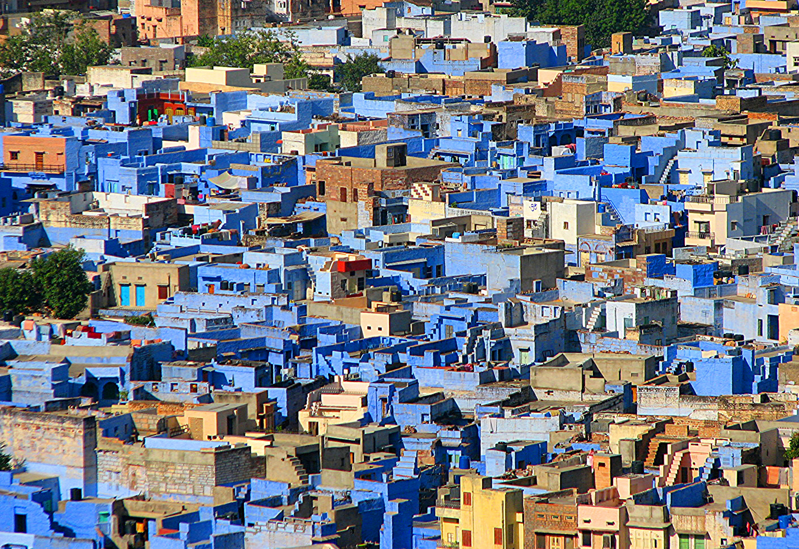 Blue Jodhpur