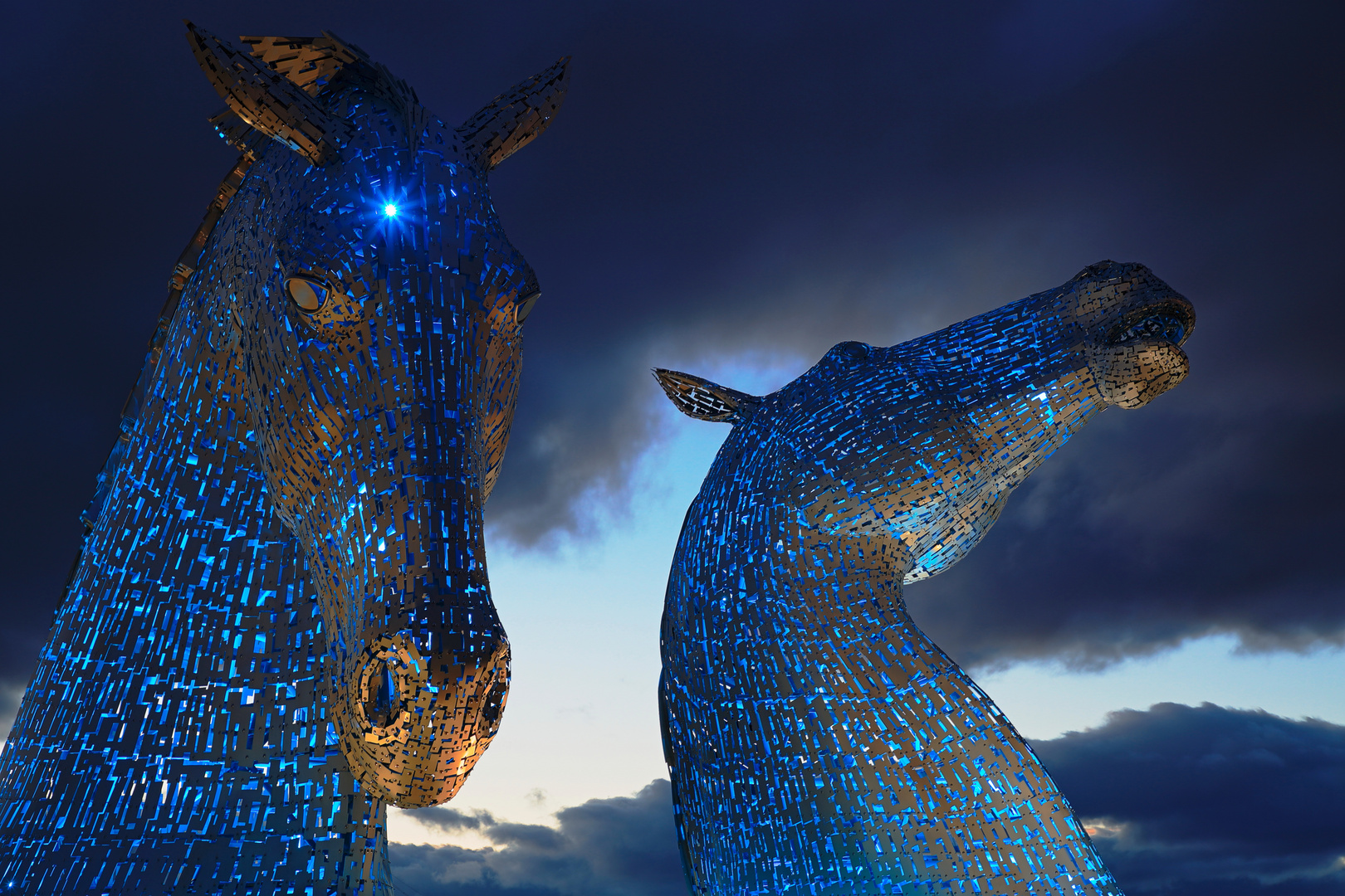 blue kelpies ...